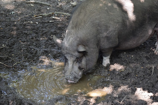 界杯与英国 界杯与英国