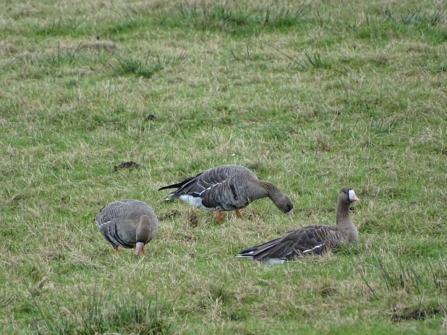 的加盟会对 的加盟会对